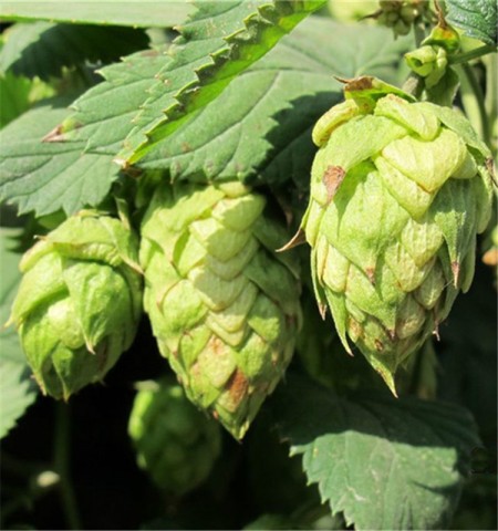 houblon